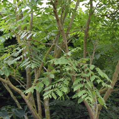 Koelreuteria paniculata (Multistem Airpot/RB 250-300 cm Specimen)